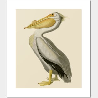 The American White Pelican Posters and Art